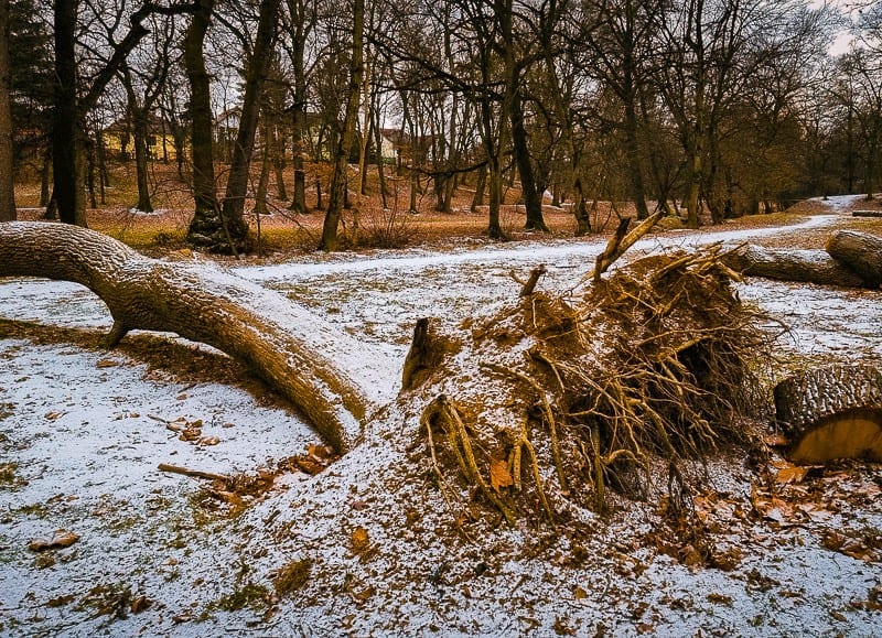 foto: copaci din sub arini, doborâți la pământ - mai mulți arbori s-au rupt de la rădăcină