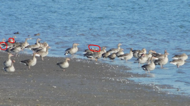 FOTO O specie rară de gâște a fost descoperită pe un lac din România. Doar câteva exemplare mai sunt în țară