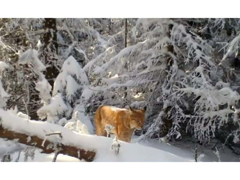 video un râs a fost surprins prin troienele de zăpadă din parcul național piatra craiului