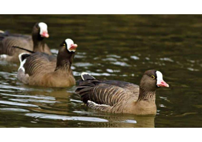 FOTO O specie rară de gâște a fost descoperită pe un lac din România. Doar câteva exemplare mai sunt în țară