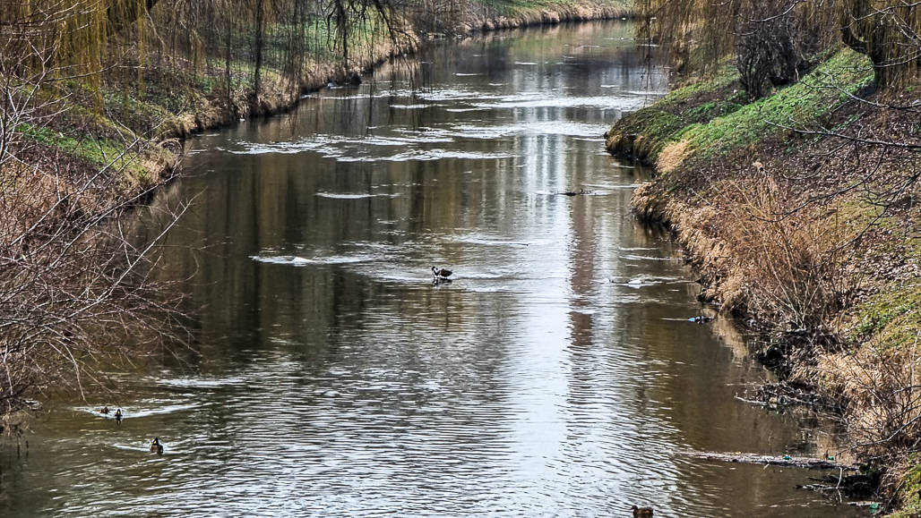 video foto s-au întors rațele pe cibin. biolog: ”aici găsesc hrană și se adăpostesc”