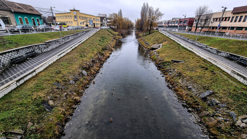 VIDEO FOTO S-au întors rațele pe Cibin. Biolog: ”Aici găsesc hrană și se adăpostesc”