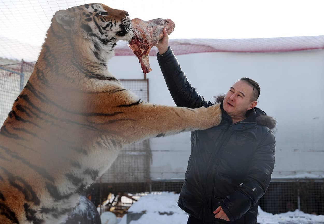 foto - adăpost pentru tigri siberieni orfani, deschis de doi soţi din rusia