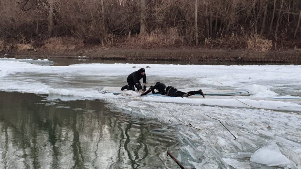 video o lebădă a fost salvată din apa înghețată a râului prut. misiune riscantă pentru pompieri