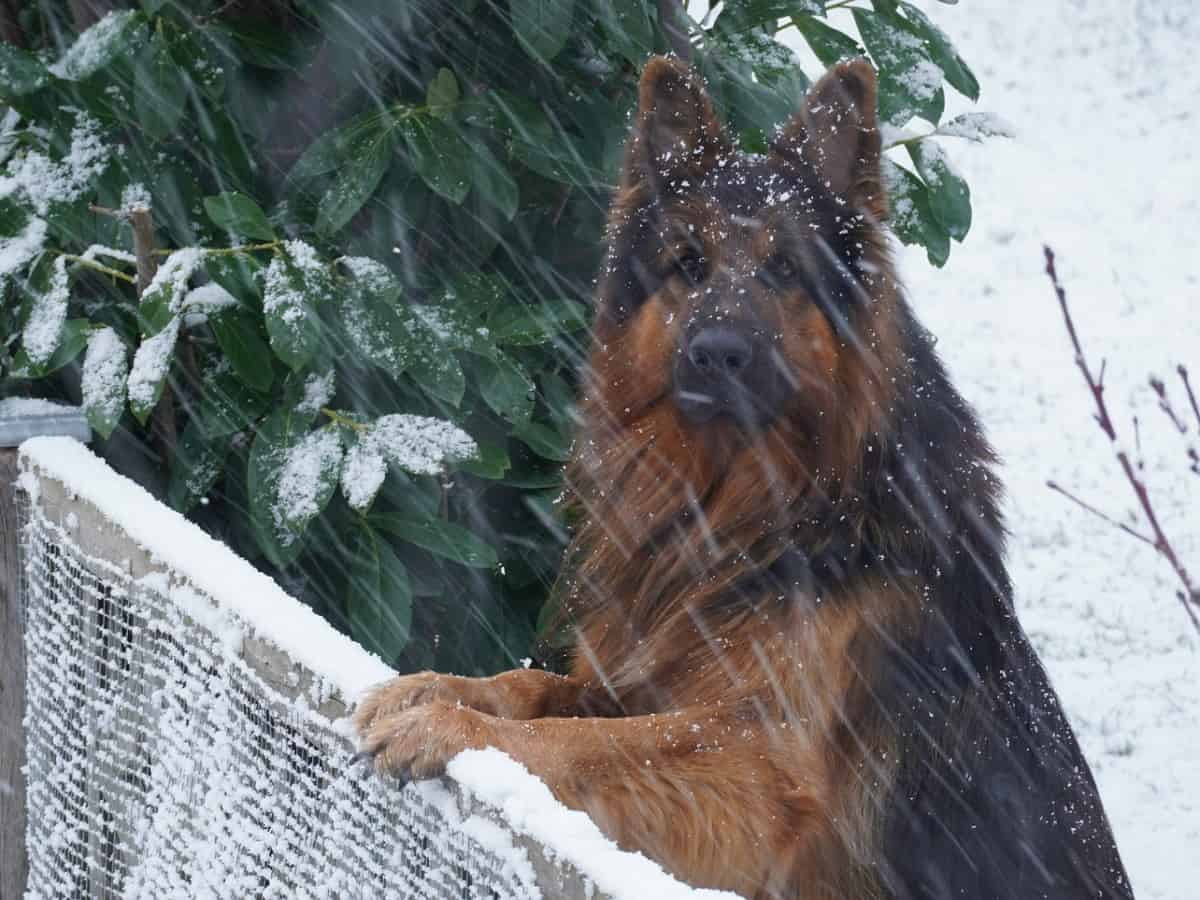 o fetiță de zece ani împreună cu un câine au supraviețuit o noapte întreagă în viscol