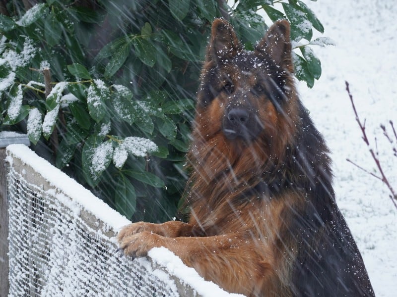 elveţia votează dacă va deveni prima ţară care interzice complet testele medicale pe animale