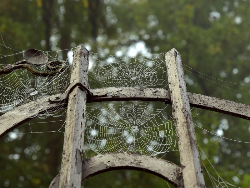 femeie decedată la două luni după ce a fost mușcată de un păianjen