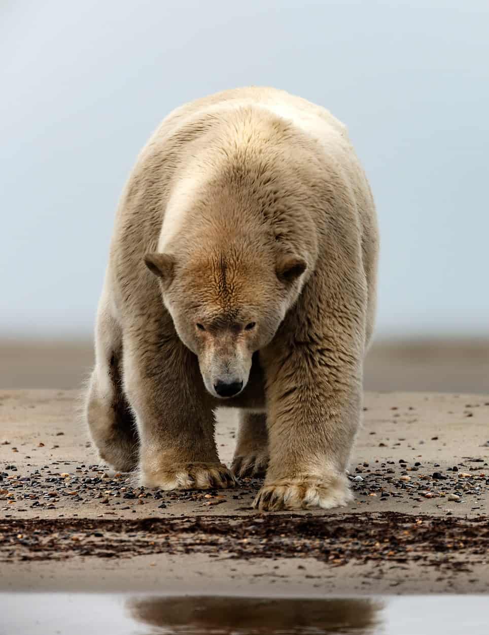 FOTO Imagini incredibile cu un urs polar dolofan au fost surprinse în Alaska