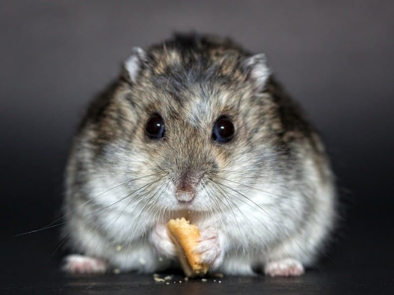 hamsterii, purtători de covid-19 - pot transmite virusul oamenilor