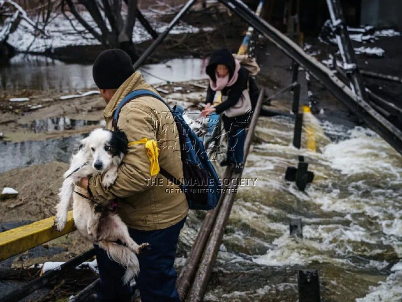 FOTO Animalele rămase fără mâncare în războiul din Ucraina primesc hrană de la HSI și Crucea Roşie Sibiu