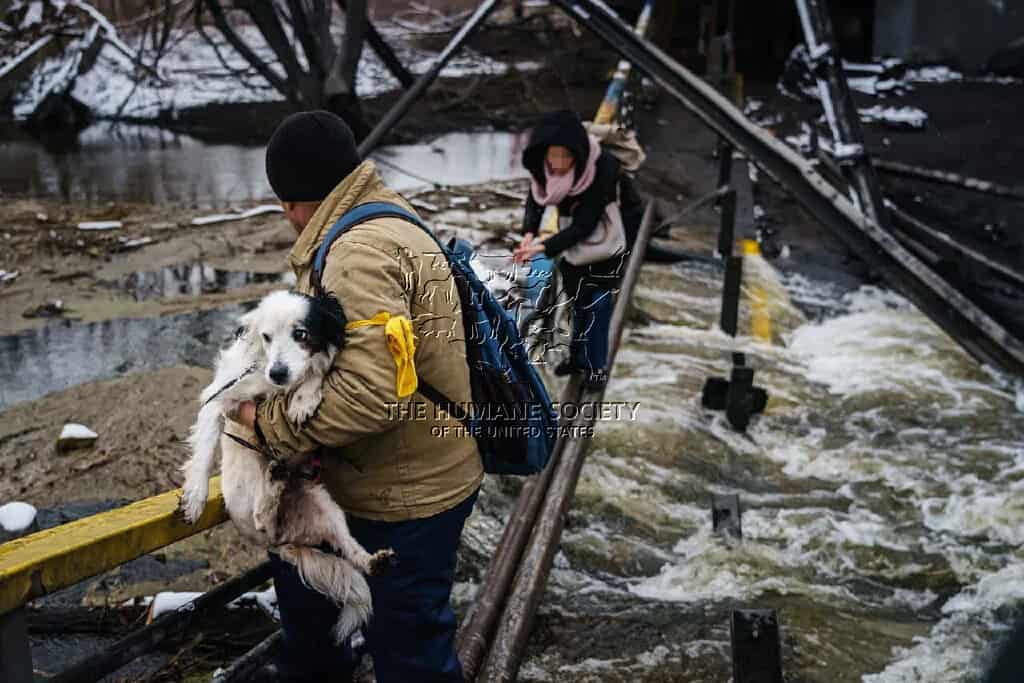 FOTO Animalele rămase fără mâncare în războiul din Ucraina primesc hrană de la HSI și Crucea Roşie Sibiu