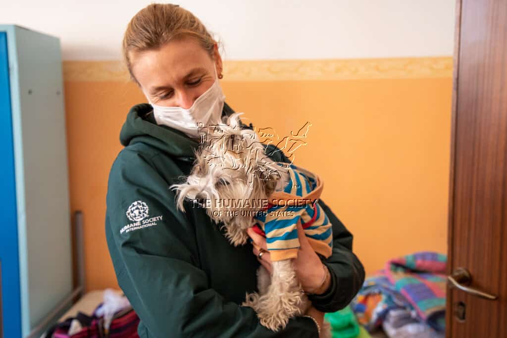 FOTO Animalele rămase fără mâncare în războiul din Ucraina primesc hrană de la HSI și Crucea Roşie Sibiu