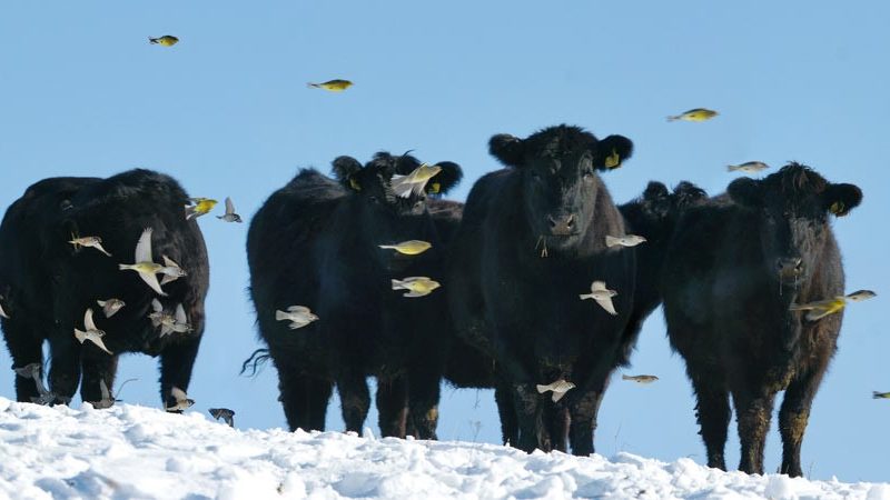 chef radu zărnescu dă startul “beef master”, la palatul brukenthal avrig