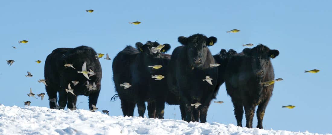 chef radu zărnescu dă startul “beef master”, la palatul brukenthal avrig