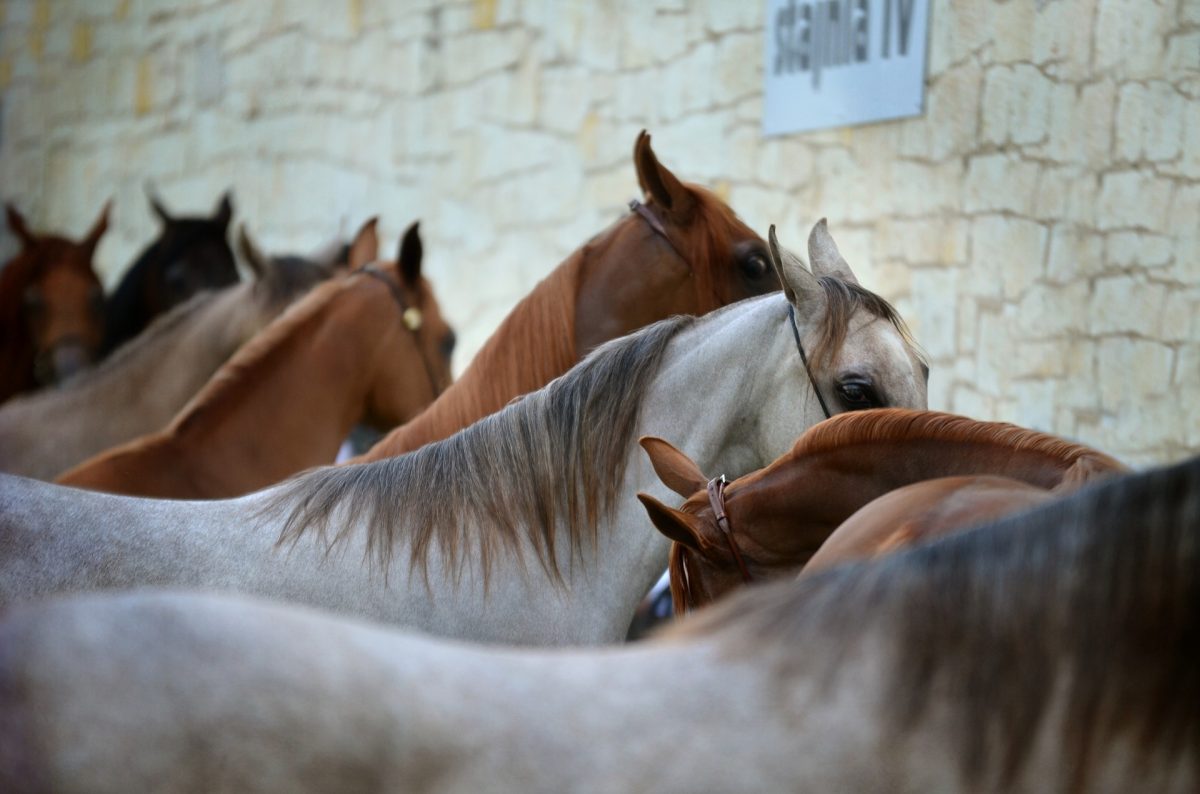 cai salvați din odesa, aduși la sibiu - animalele se află într-un adăpost autorizat