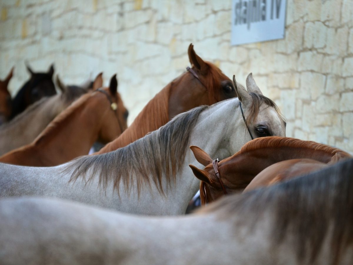 Cai salvați din Odesa, aduși la Sibiu - Animalele se află într-un adăpost autorizat