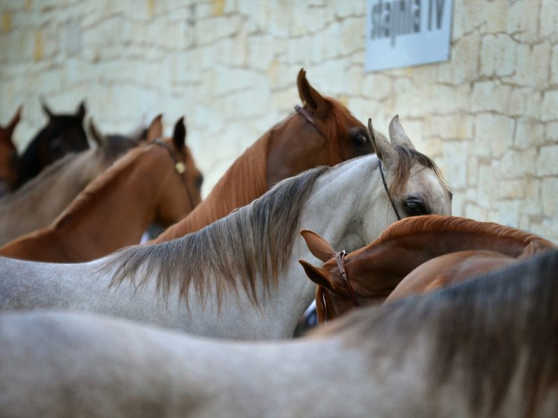 cai salvați din odesa, aduși la sibiu - animalele se află într-un adăpost autorizat