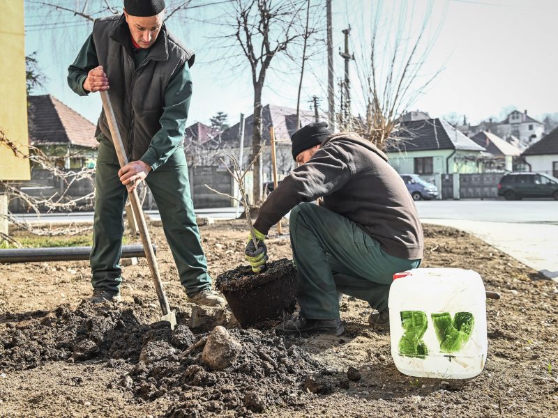 Au început plantările în cartierul Ştrand - Se pun tei și cireși japonezi