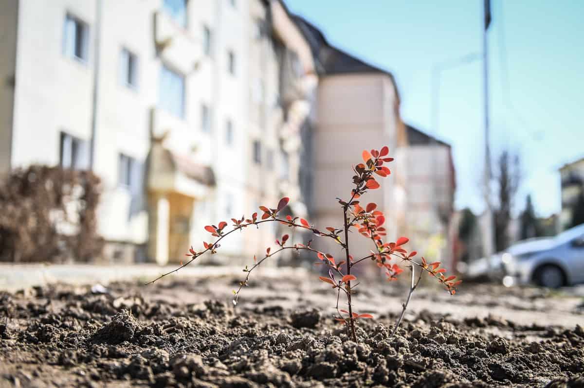 au început plantările în cartierul ştrand - se pun tei și cireși japonezi