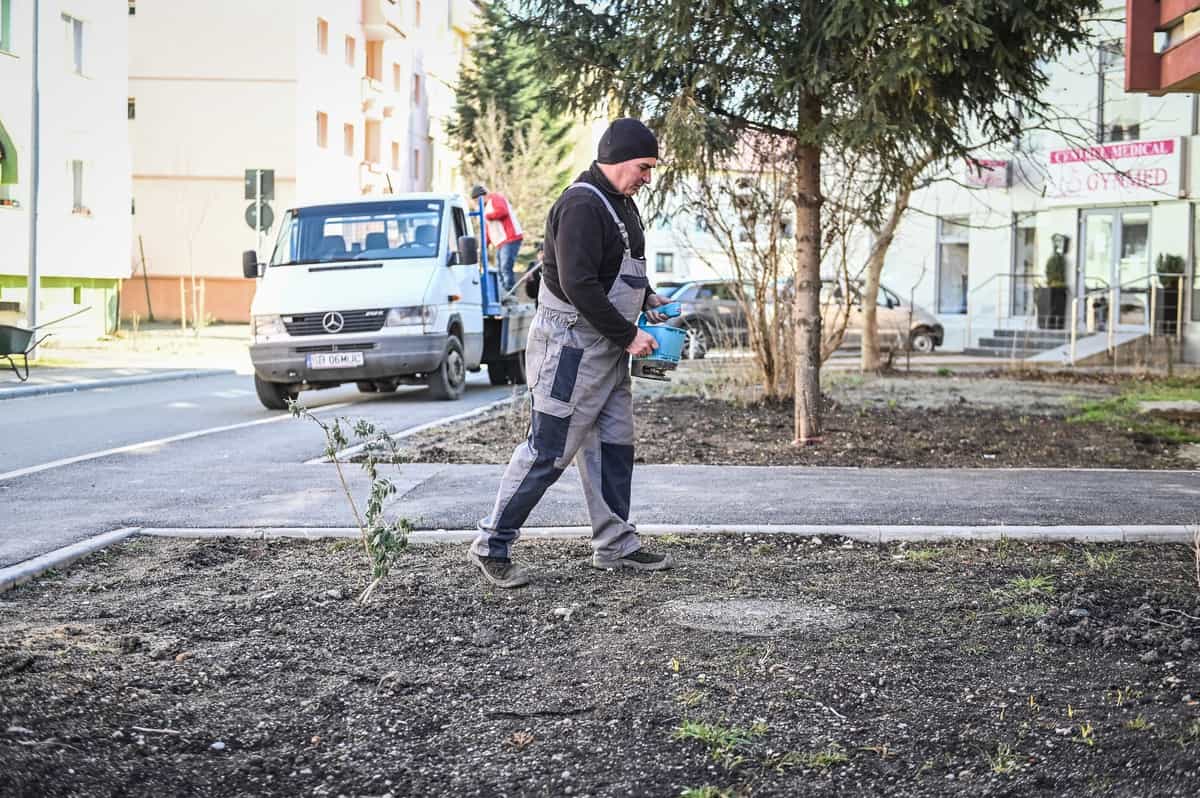 au început plantările în cartierul ştrand - se pun tei și cireși japonezi