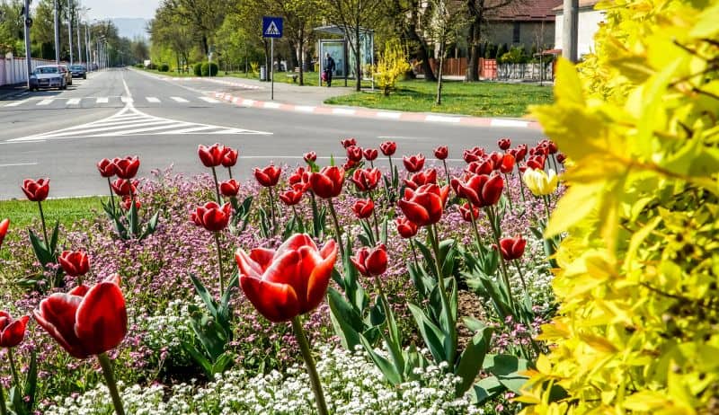 primăvara la sibiu - se curăță orașul și se plantează flori