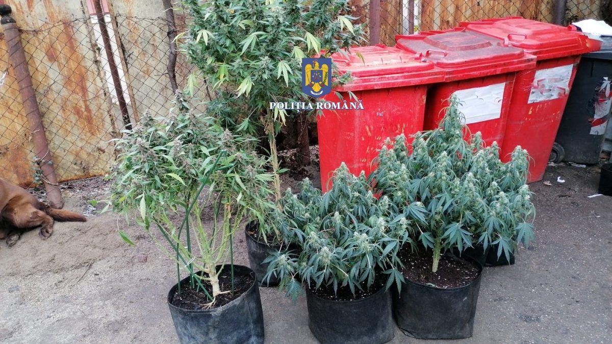 VIDEO Percheziţii la cămătari şi cultivatori de canabis din Vâlcea - Au participat şi poliţiştii sibieni