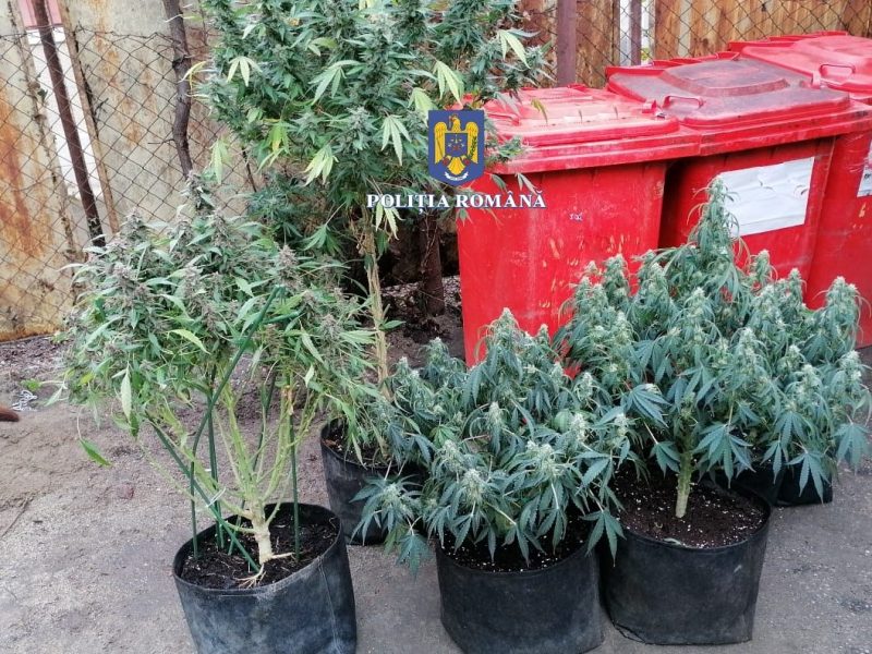 VIDEO Percheziţii la cămătari şi cultivatori de canabis din Vâlcea - Au participat şi poliţiştii sibieni