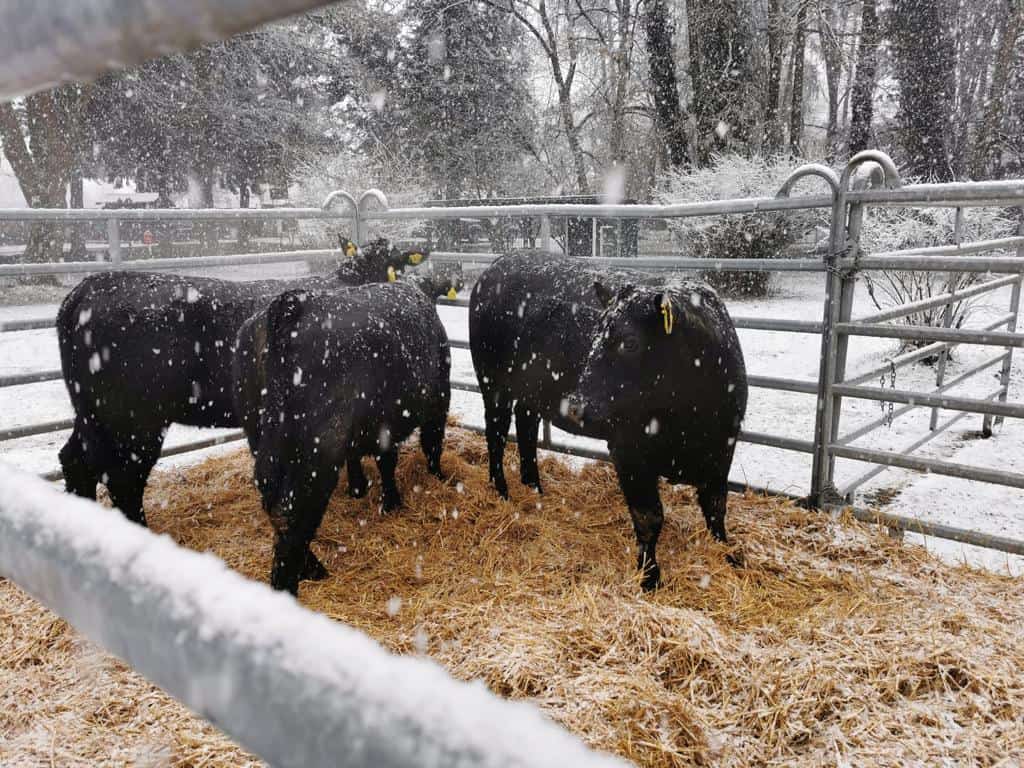 o zi autentică de iarnă la avrig! chef radu zărnescu dă startul “beef master”, la palatul brukenthal avrig