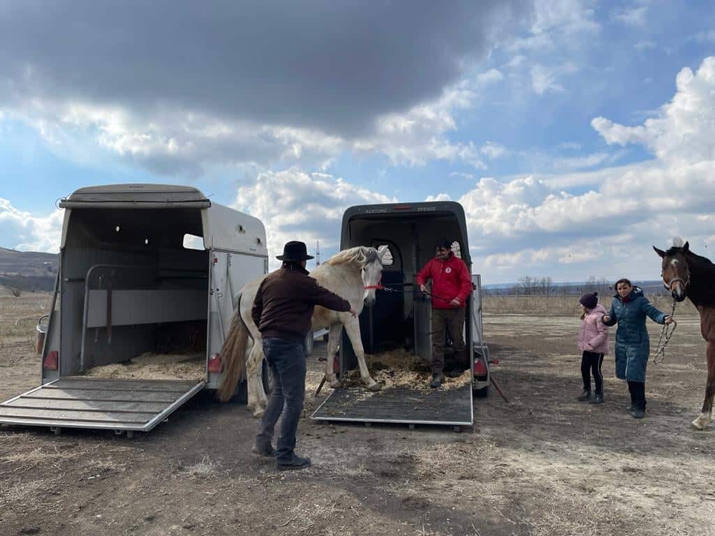 FOTO: Asociația care a salvat caii din Odessa și i-a adus la Sibiu - „Numărul animalelor care au nevoie de relocare este mare”