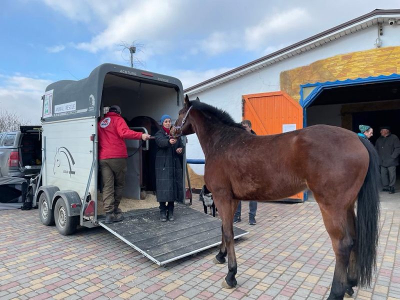 FOTO: Asociația care a salvat caii din Odessa și i-a adus la Sibiu - „Numărul animalelor care au nevoie de relocare este mare”