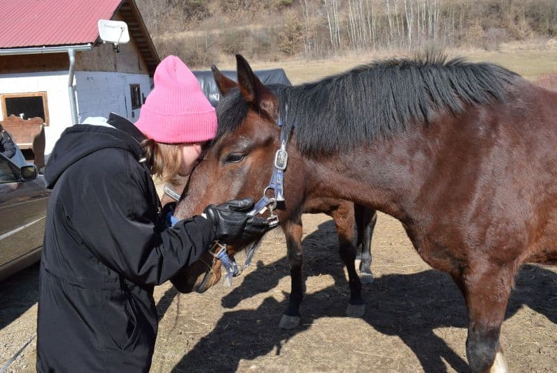 VIDEO FOTO Patru cai, doi câini, un motan și stăpânii lor din Odesa trăiesc acum la Prod - ”Nu puteam lăsa animalele acolo”