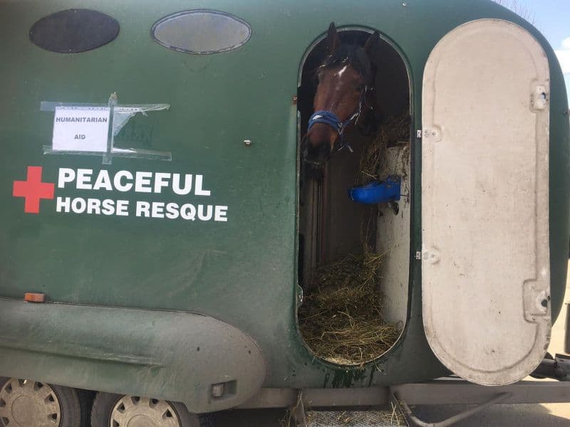 VIDEO FOTO Patru cai, doi câini, un motan și stăpânii lor din Odesa trăiesc acum la Prod - ”Nu puteam lăsa animalele acolo”