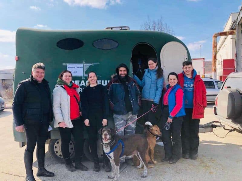 VIDEO FOTO Patru cai, doi câini, un motan și stăpânii lor din Odesa trăiesc acum la Prod - ”Nu puteam lăsa animalele acolo”