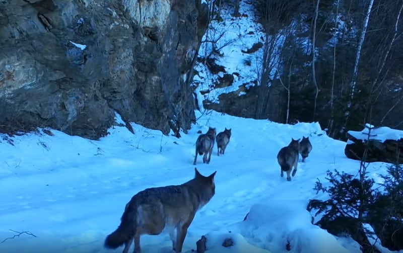 video lupi și râși la râu sadului - au fost filmați de o cameră folosită pentru documentarea unei teze de doctorat