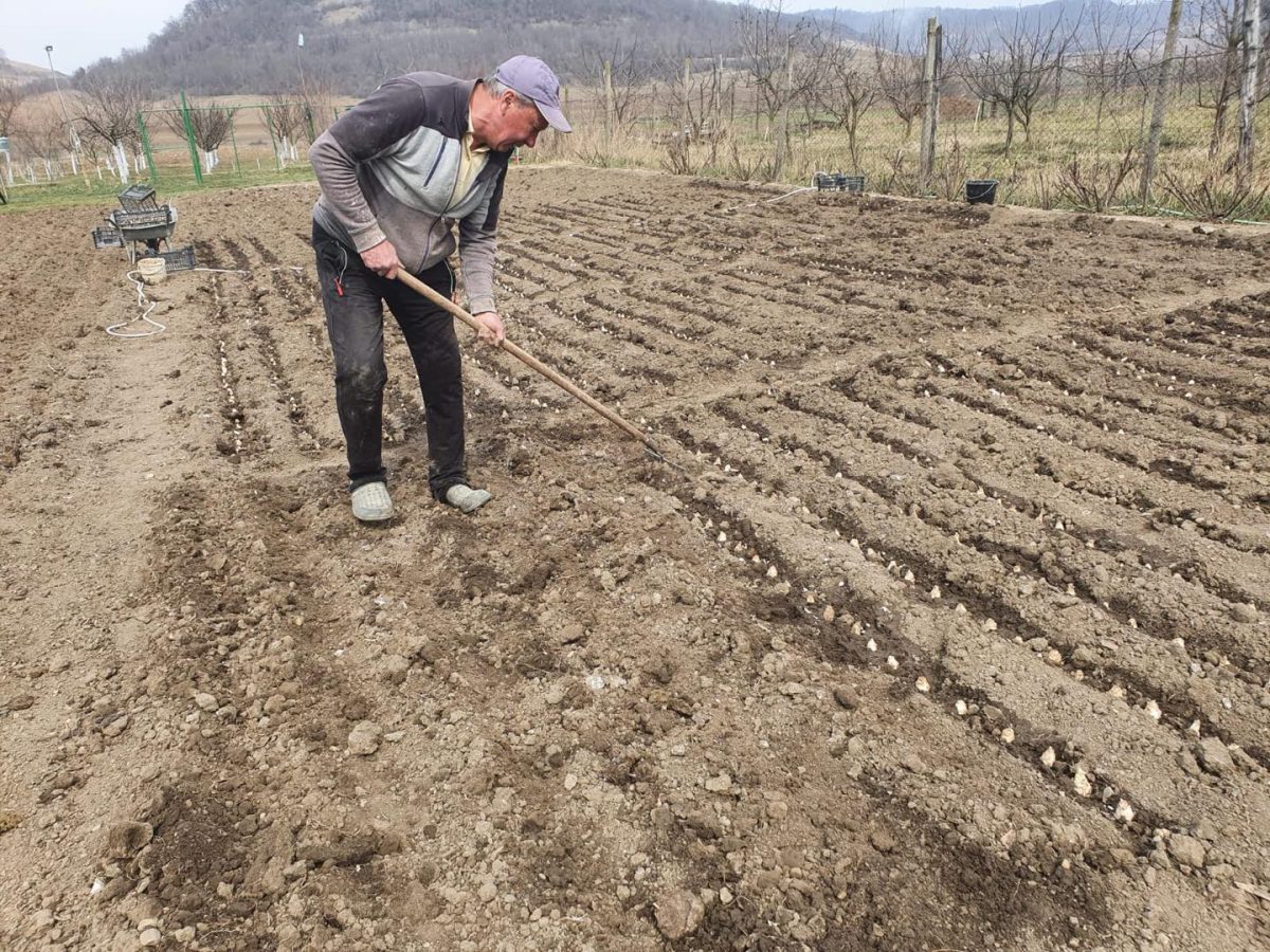 FOTO Comuna din Sibiu renumită pentru tuberoze - A început plantarea bulbilor la Hoghilag