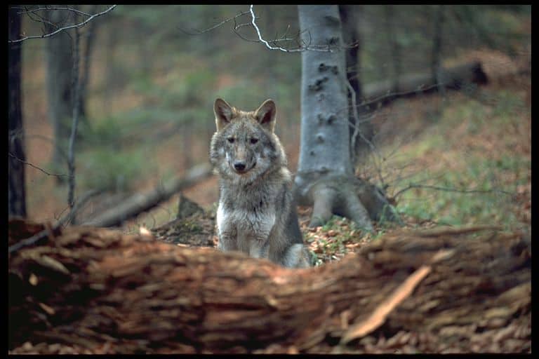 lupii din munţii făgăraş sunt număraţi cu ajutorul adn-ului - densitatea este de peste două exemplare la 10.000 de hectare