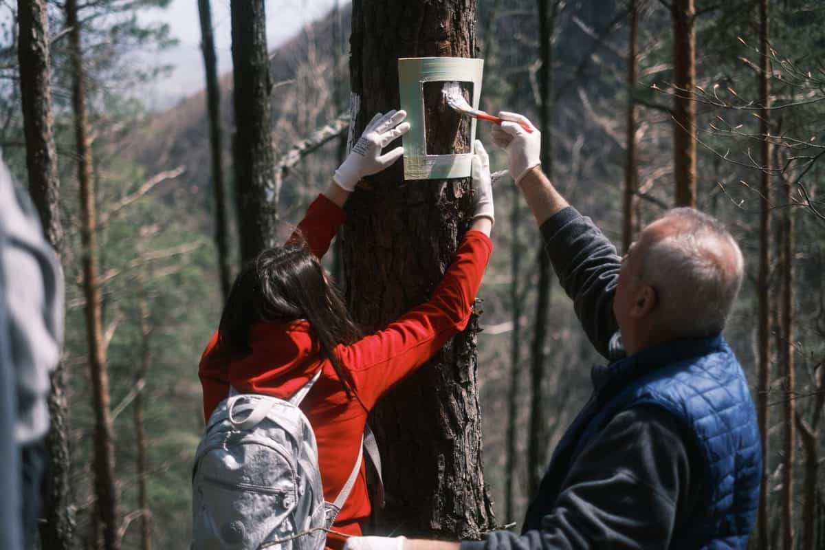 studenţii de la ulbs se implică în "anii drumeției" - au marcat un traseu turistic din cisnădie