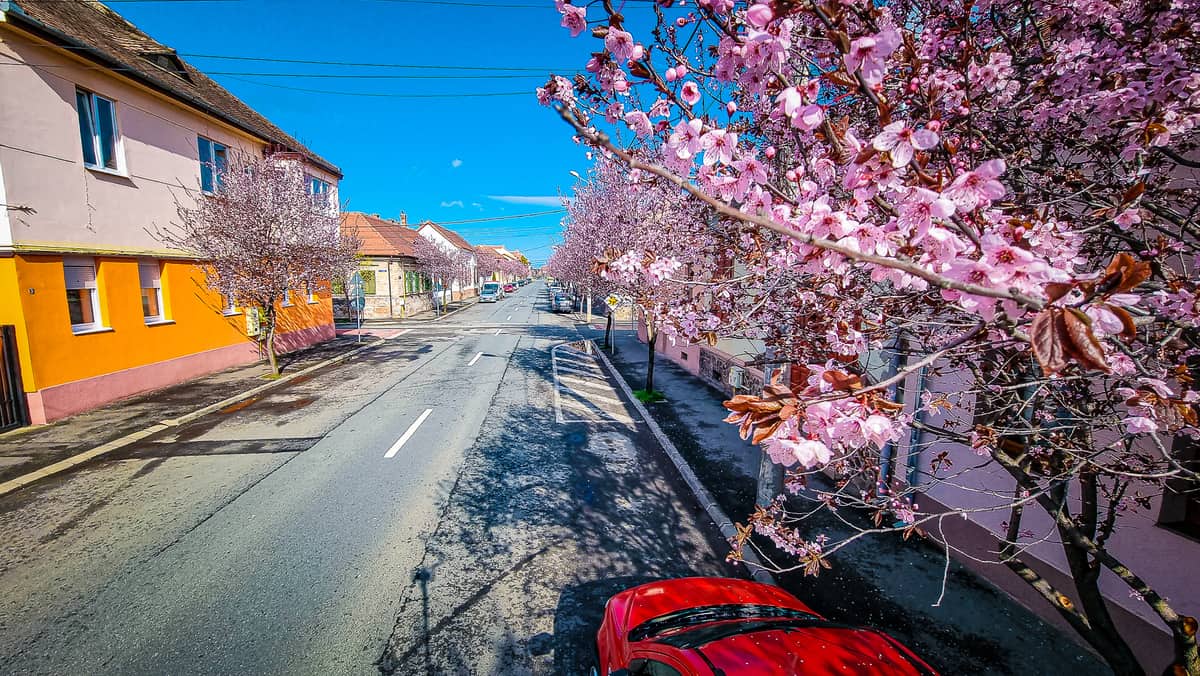 video: imagini superbe de pe strada desprinsă din basme - sibiul a înflorit la propriu