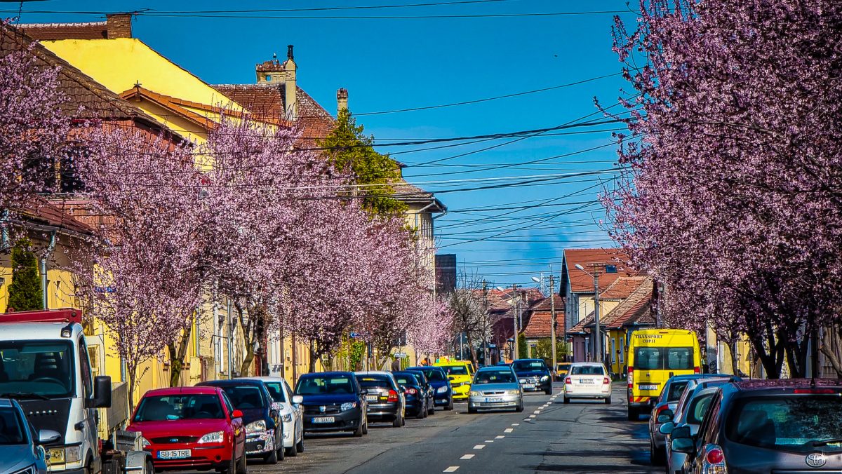 video: imagini superbe de pe strada desprinsă din basme - sibiul a înflorit la propriu