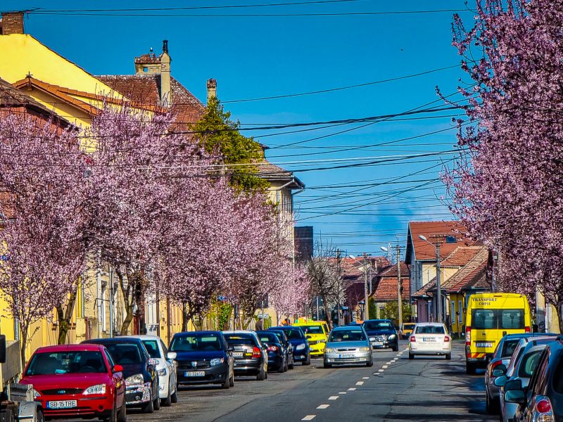 video: imagini superbe de pe strada desprinsă din basme - sibiul a înflorit la propriu