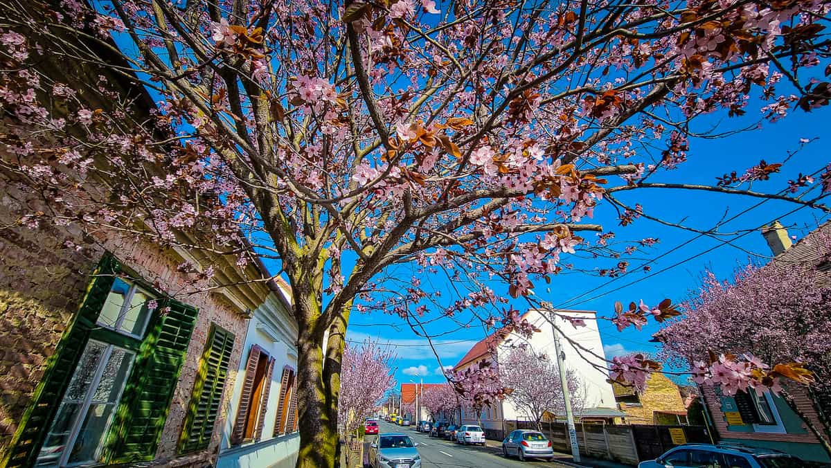 video: imagini superbe de pe strada desprinsă din basme - sibiul a înflorit la propriu