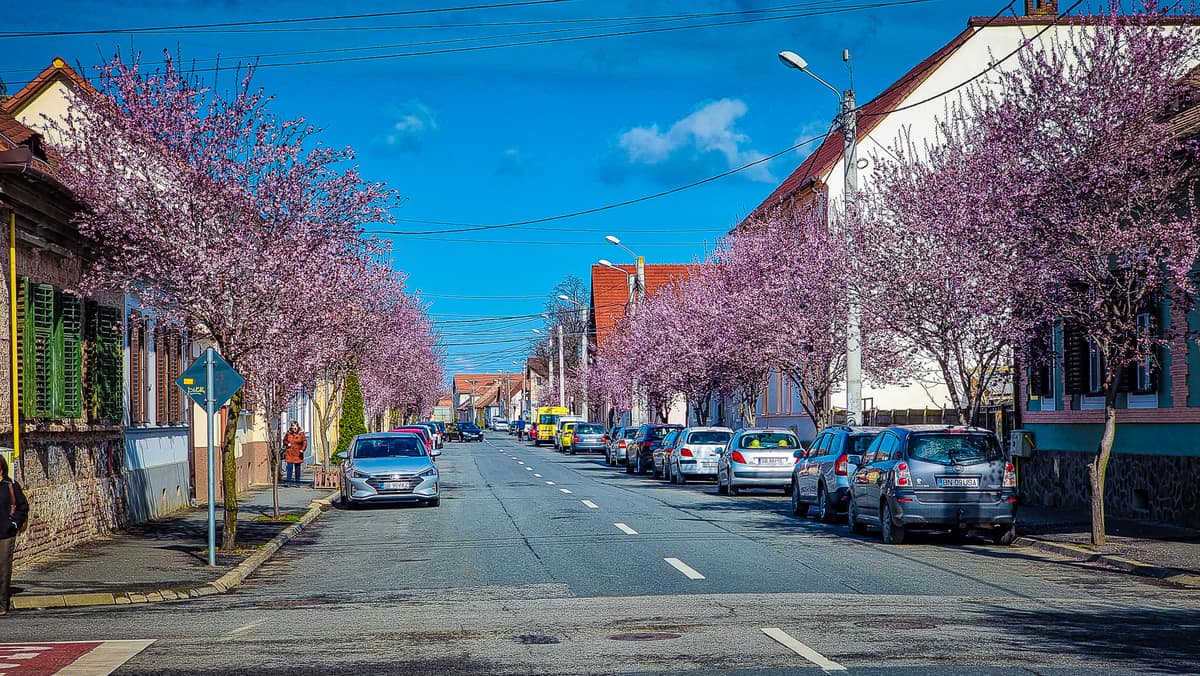 video: imagini superbe de pe strada desprinsă din basme - sibiul a înflorit la propriu