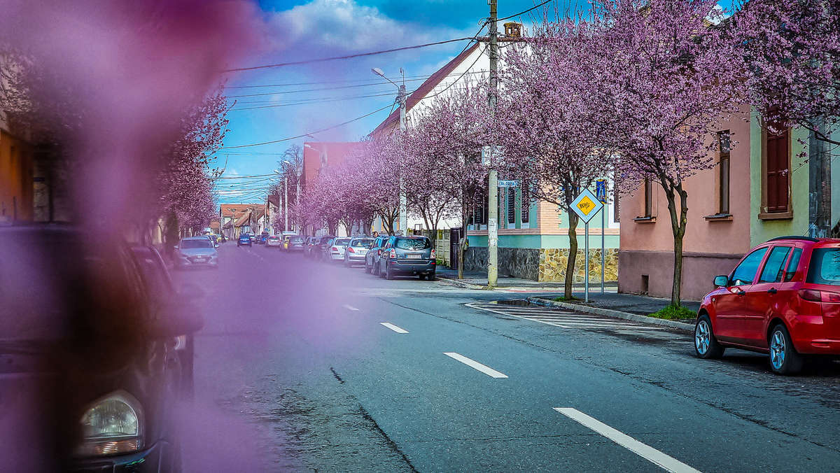 video: imagini superbe de pe strada desprinsă din basme - sibiul a înflorit la propriu