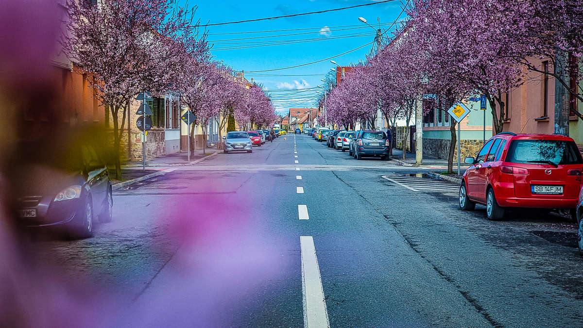 video: imagini superbe de pe strada desprinsă din basme - sibiul a înflorit la propriu