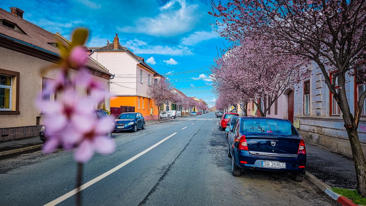 video: imagini superbe de pe strada desprinsă din basme - sibiul a înflorit la propriu