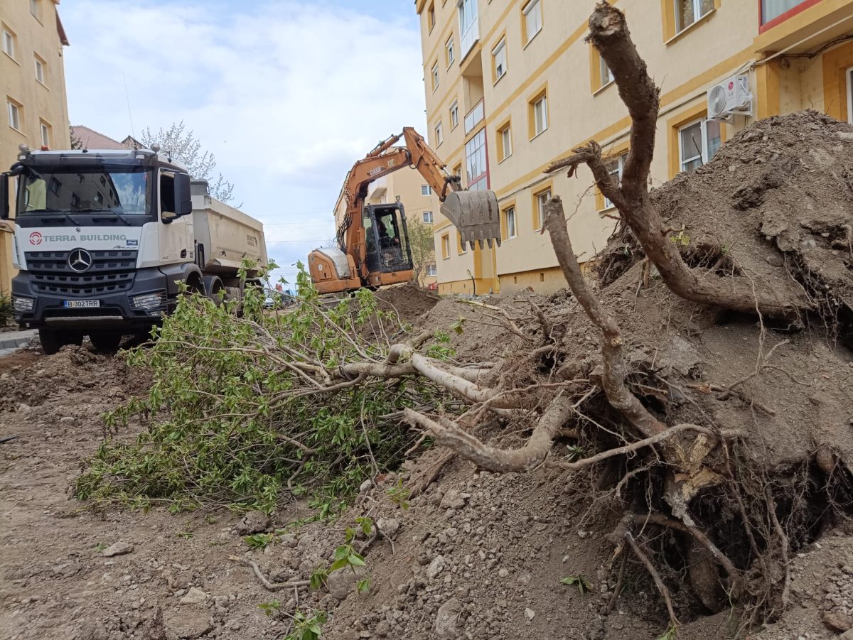 video copaci lichidați pe strada oașului, din ștrand - "nu o să mai trăim noi să vedem verdeața care a fost"