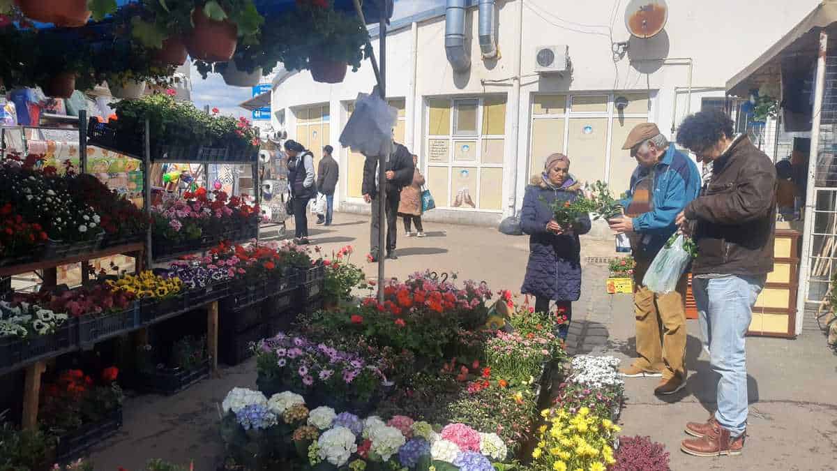 foto mii de flori în piața cibin - panseluțele și crăițele se află printre preferatele sibienilor