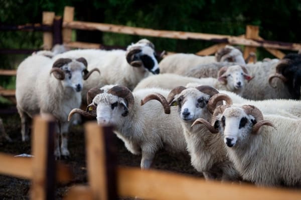 lâna de oaie ţurcană ar putea obţine certificat european cu indicaţie geografică protejată - asociaţii din sibiu şi ulbs lucrează la proiect