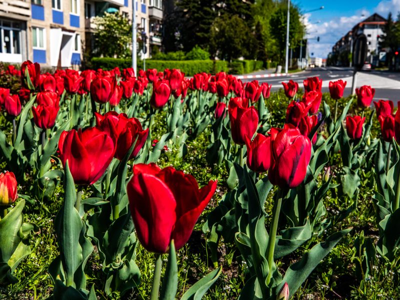 primăria sibiu a anunțat oficial ce nu este permis să se facă pe spațiul verde de lângă blocuri