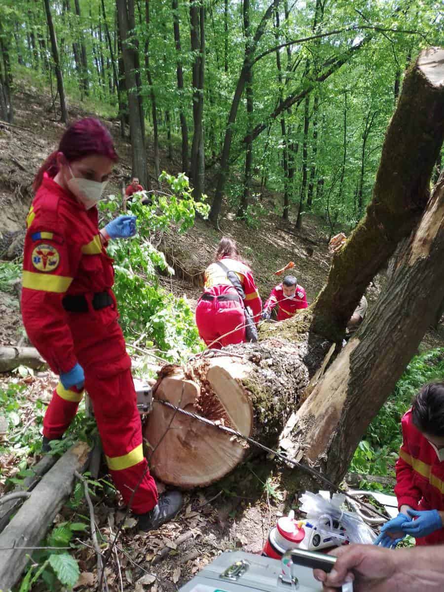 FOTO Bărbat din Jina mort după ce a căzut un copac peste el